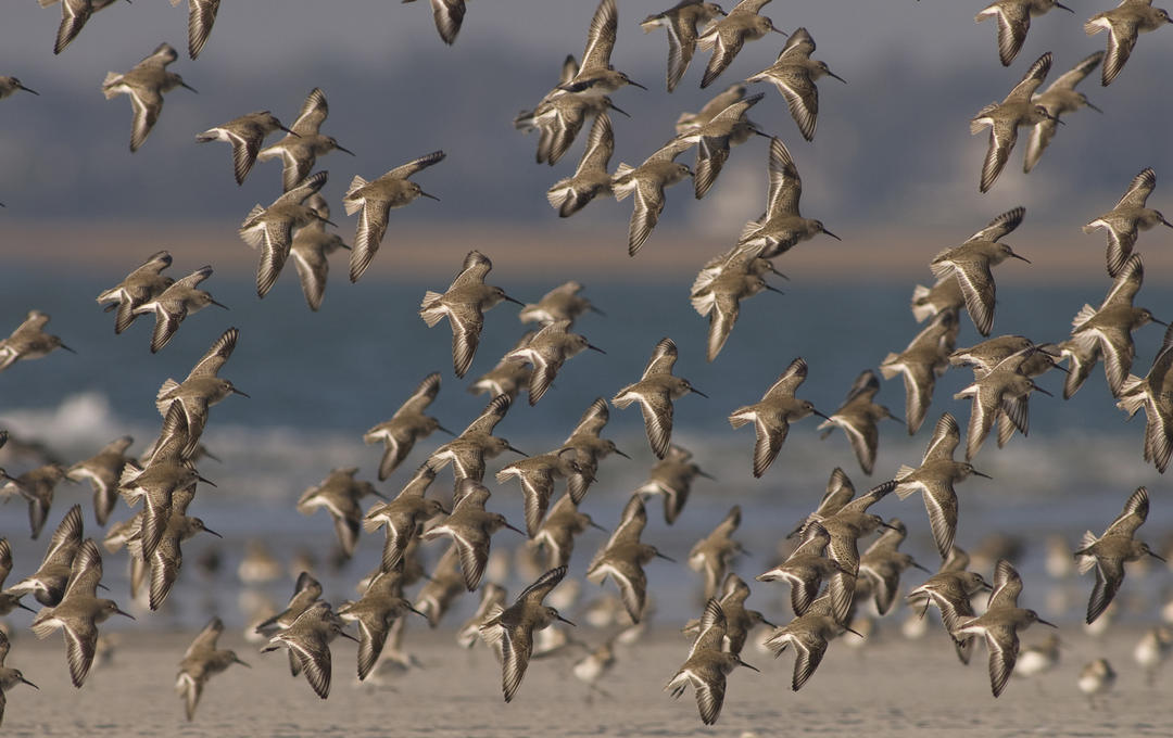 Wing It On flocking to North Carolina