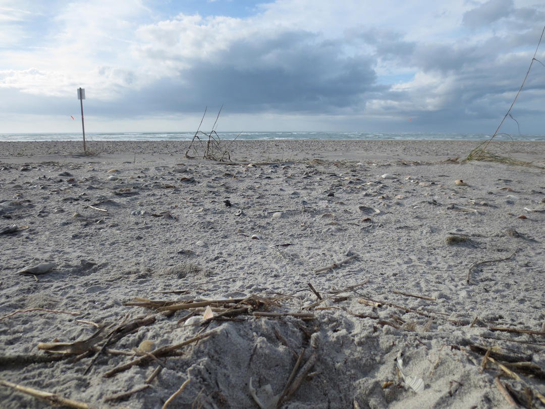Abby on Lea-Hutaff Island | Audubon North Carolina