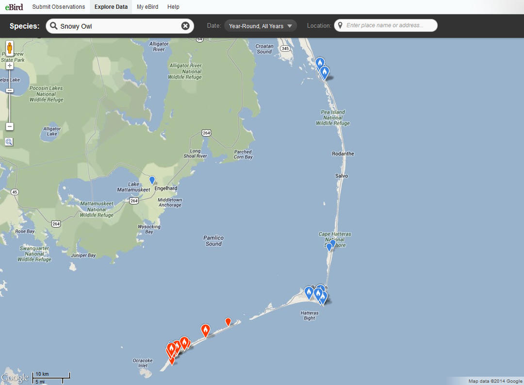 SNOW Day on the Outer Banks, part 1 | Audubon North Carolina