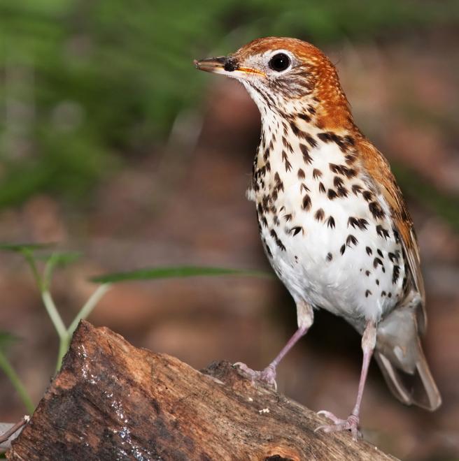 Chapter Of The Month: Mecklenburg Audubon Society Supports Coffee ...