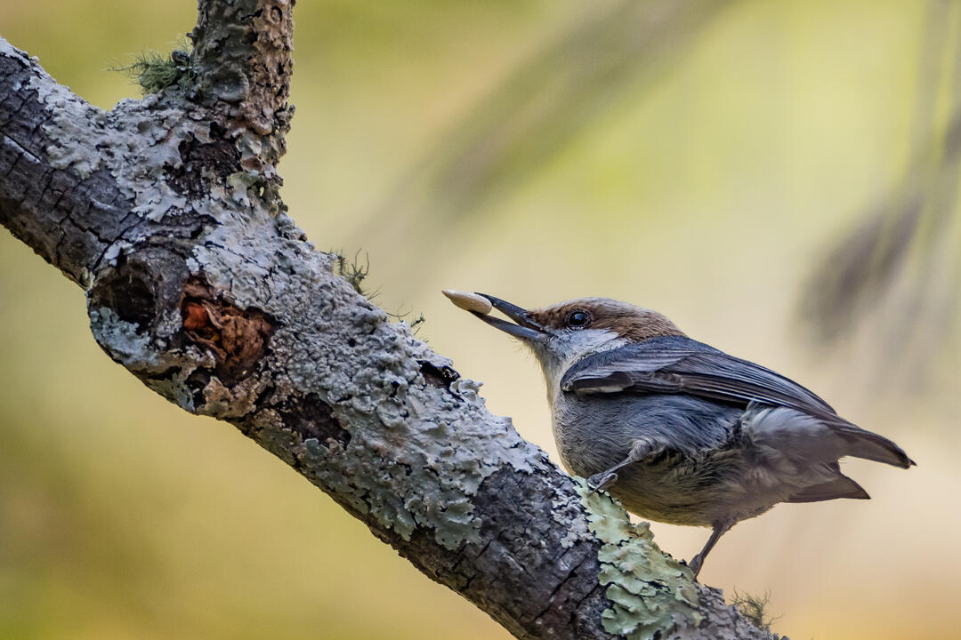 Brown-headed Nuthatch with a sunflower seed in its mouth standing on a tree branch