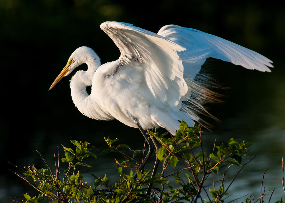 beautiful white birds