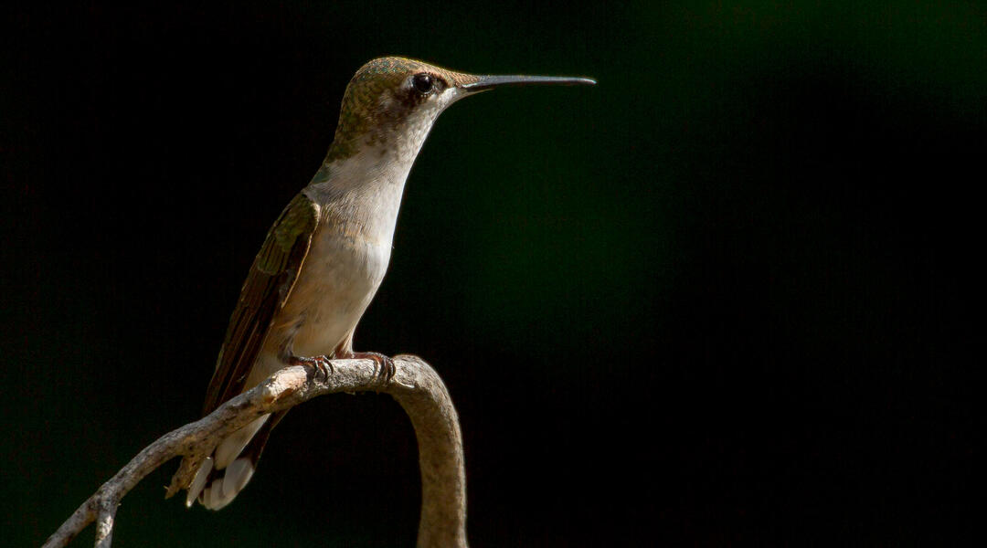 Ruby-throated Hummingbird perched on a branch.