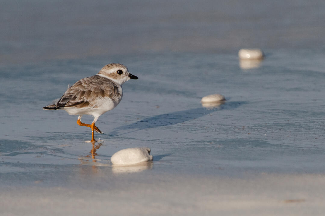 Piping Plover walking across the sand
