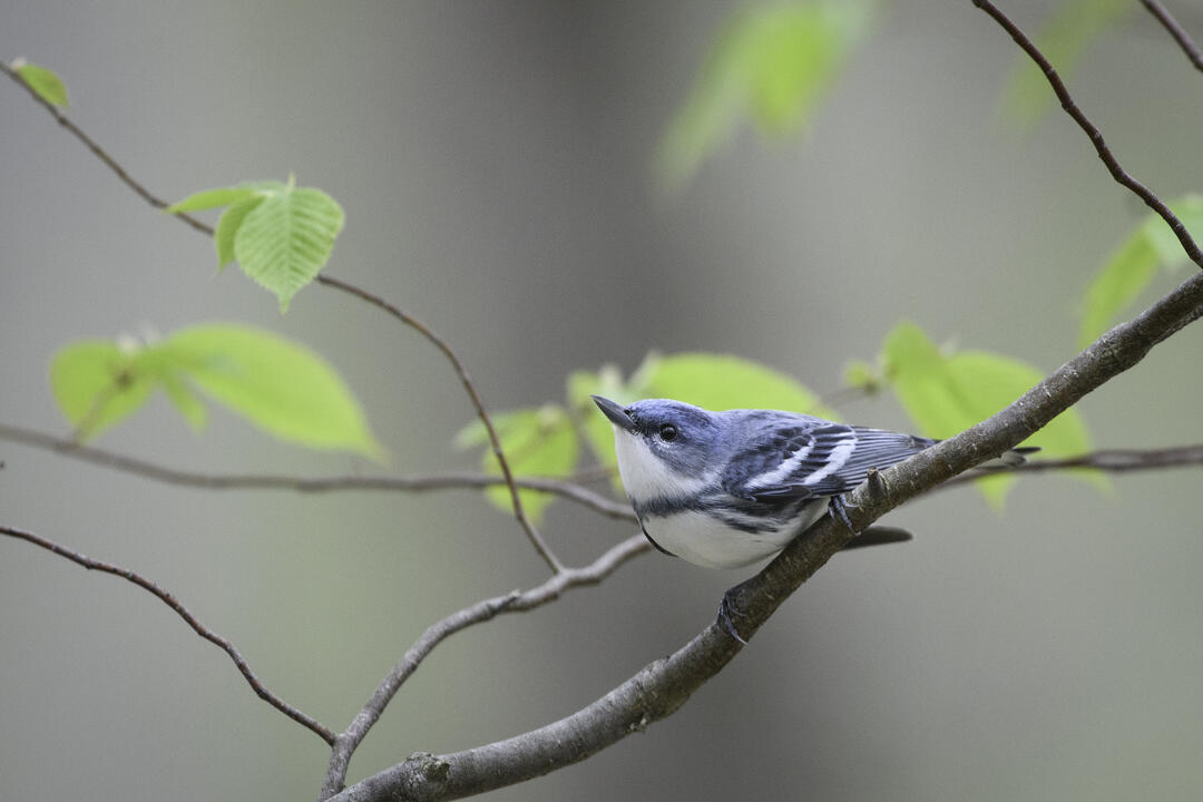 Cerulean Warbler perched on a tree branch
