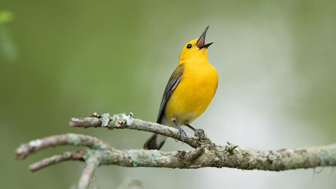 Prothonotary Warbler. Photo:  Jeff Kingsfield/Audubon Photography Awards