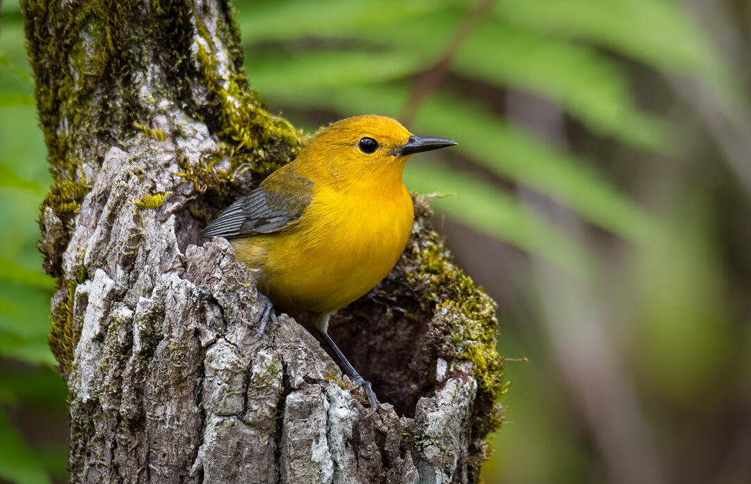 Prothonotary Warbler in a tree stump. Photo: Edward Episcopo/Audubon Photography Awards