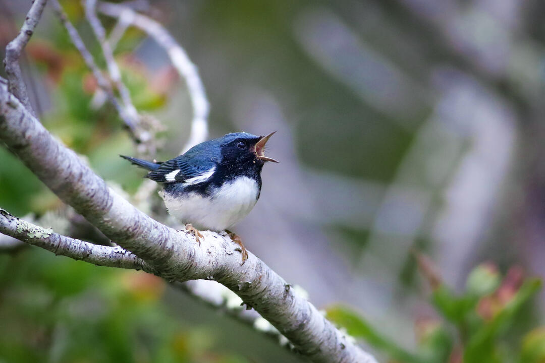 A black and blue warbler sings on a branch.