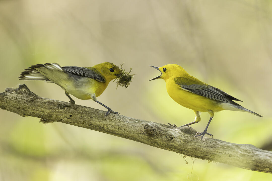 Prothonotary Warbler male and female perched on a tree branch with nesting material