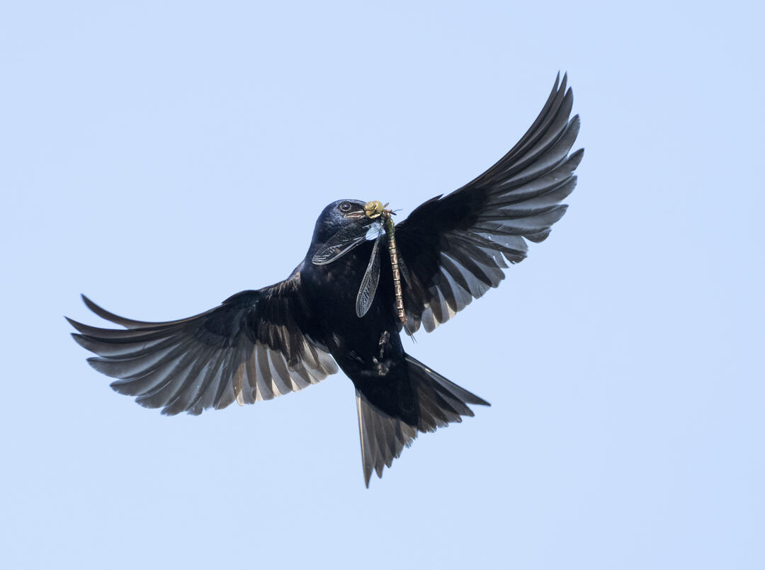 Purple Martin flying with an insect in its beak.