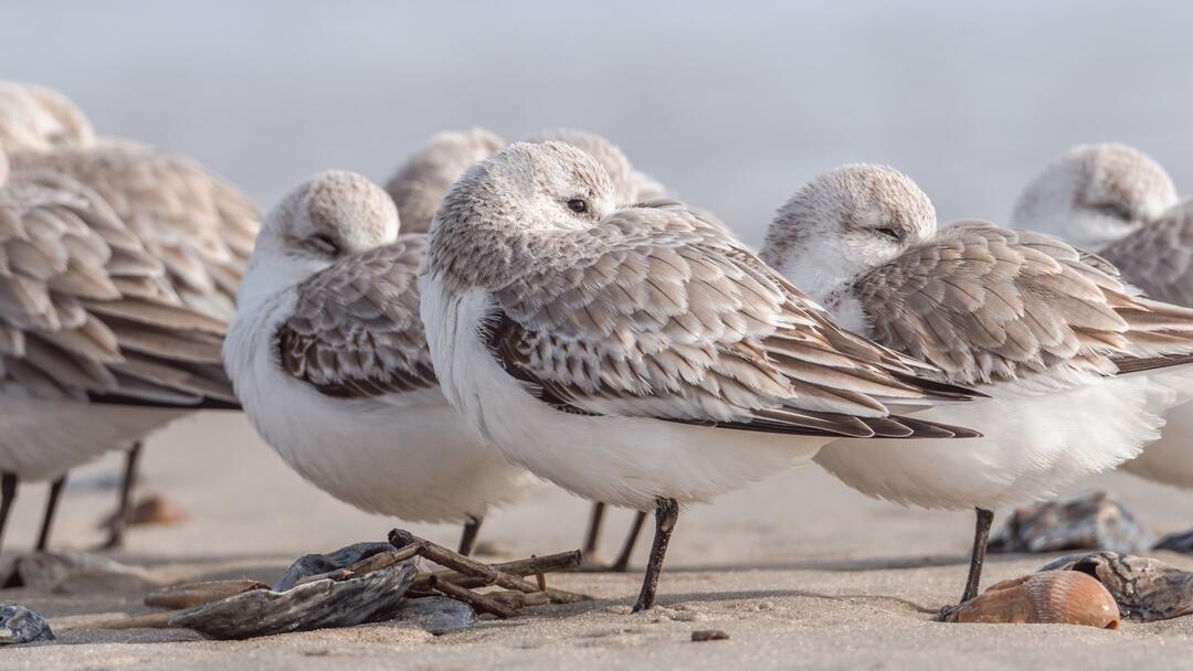 Sanderling. Photo: Laura Neske/Audubon Photography Awards