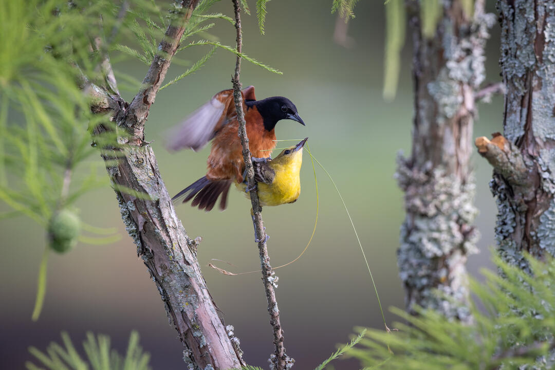 Orchard Oriole male and female breeding in Raleigh, North Carolina.