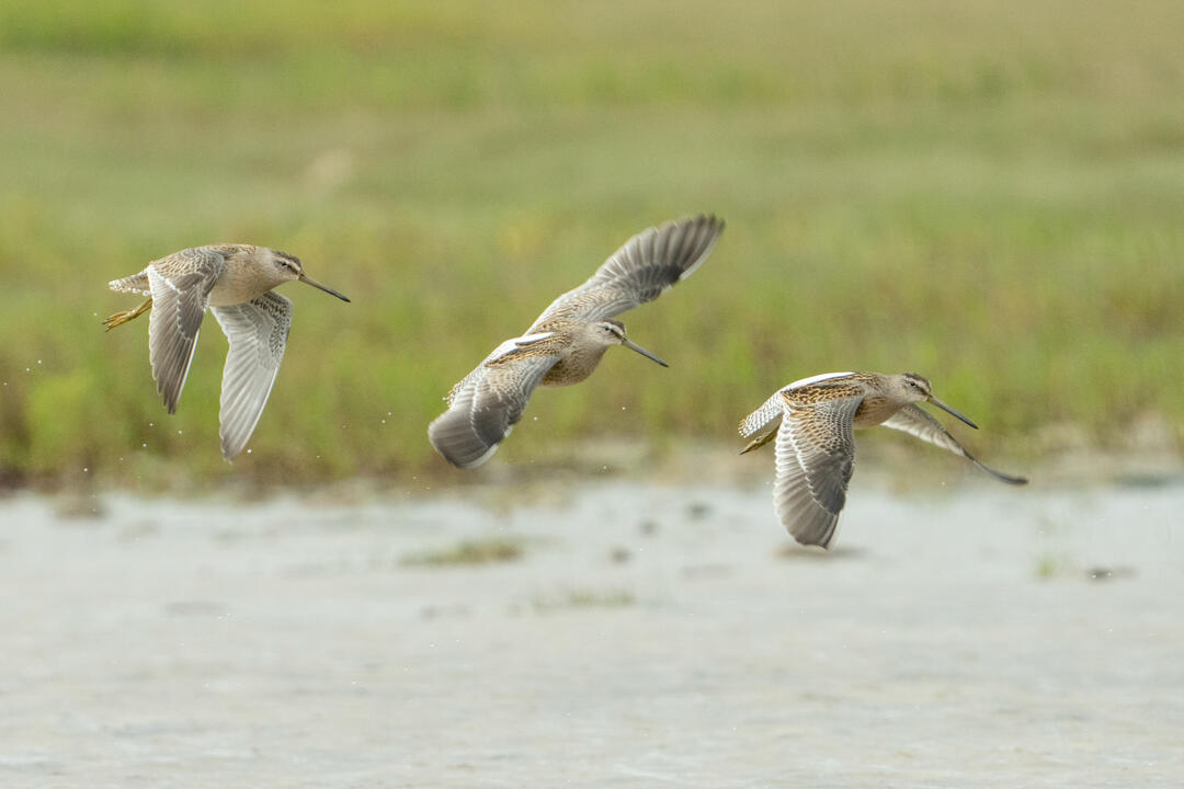Short-billed Dowitcher. Photo: Sydney Walsh/Audubon