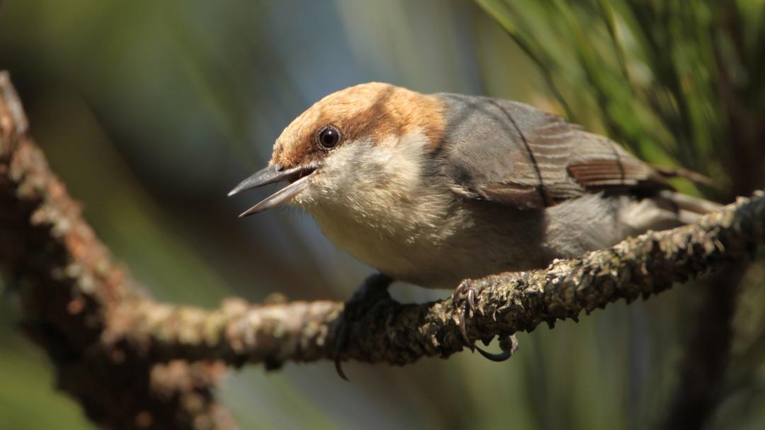 Survival By Degrees: 389 Species On The Brink | Audubon North Carolina