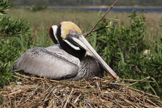 Looking at pelicans