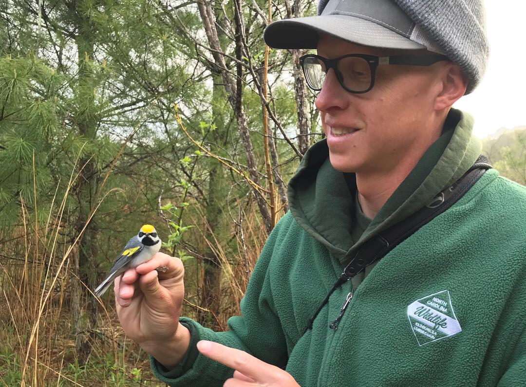 A researcher holds a rare warbler.