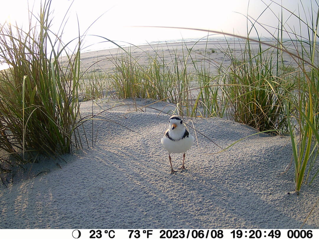 Piping Plover with the nest in the background