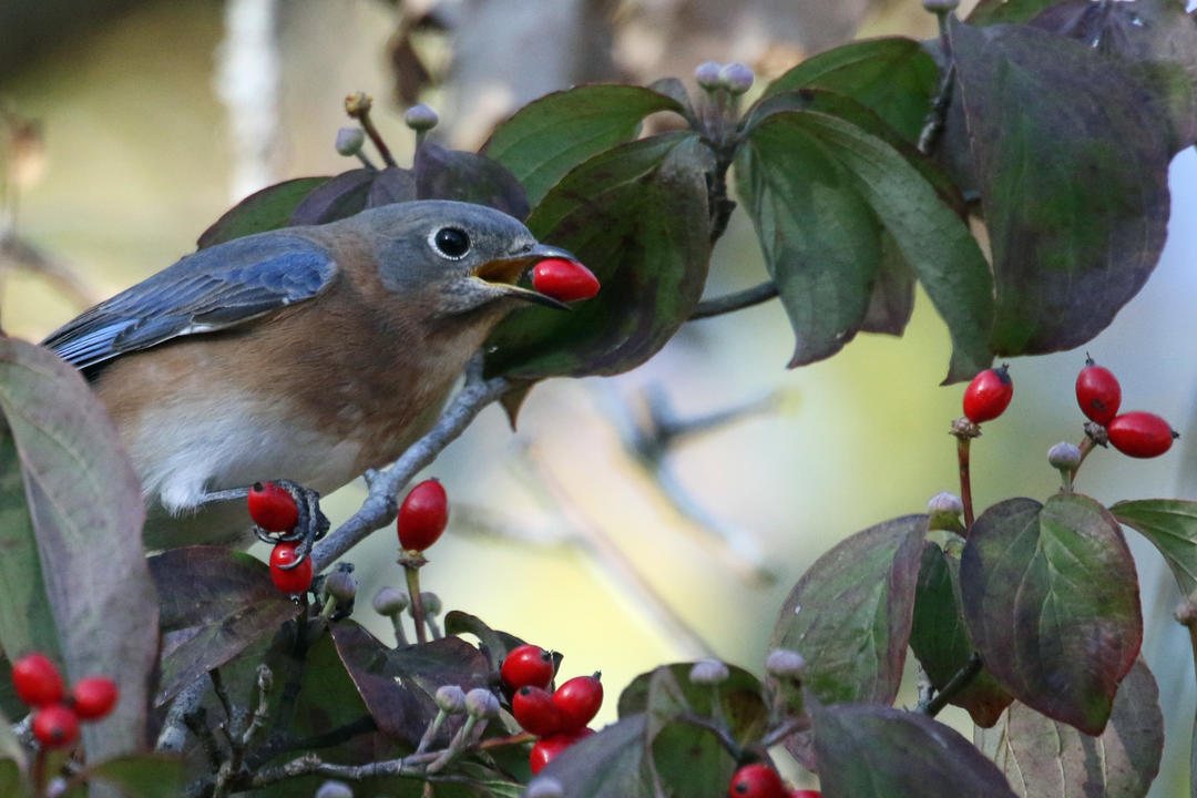 Audubon plants for birds Idea