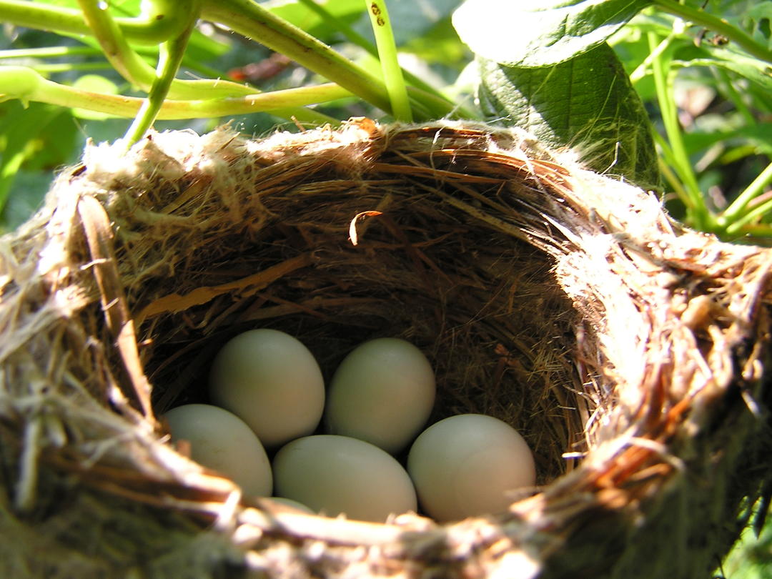 Birds Nest in Odd Places! Audubon North Carolina