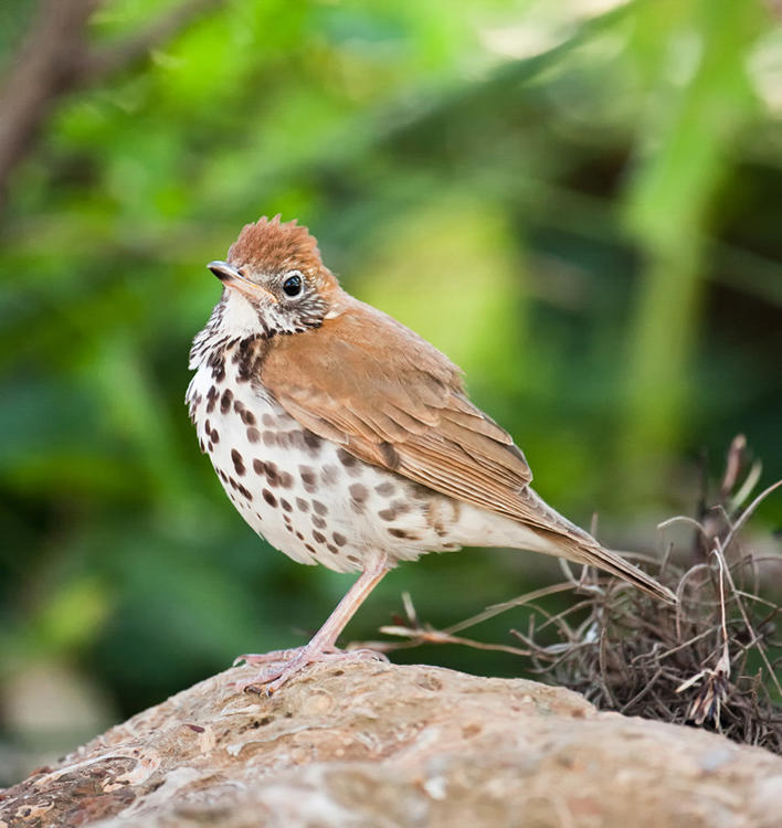 8 Fast and Furious Spring Bird Arrivals to Watch for in April