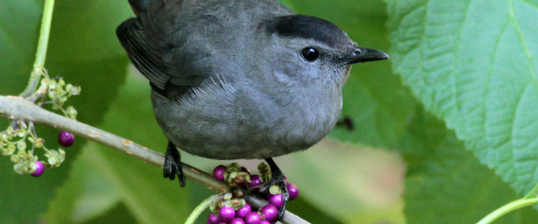 gray-catbird-beautyberry-by.