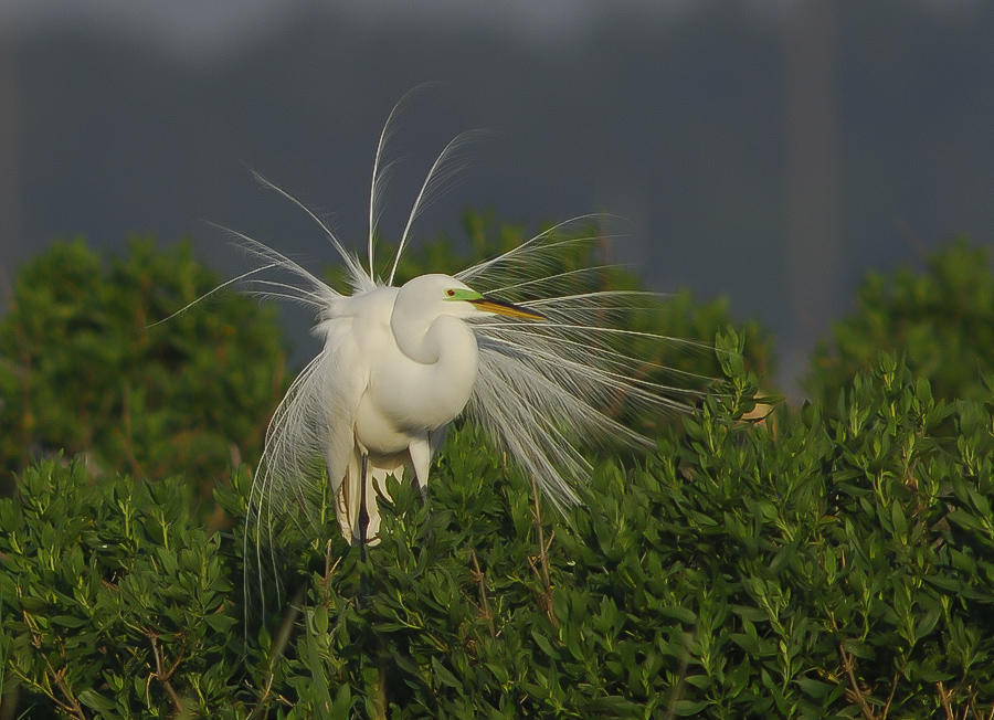 Celebrating Beach Birds Audubon North Carolina