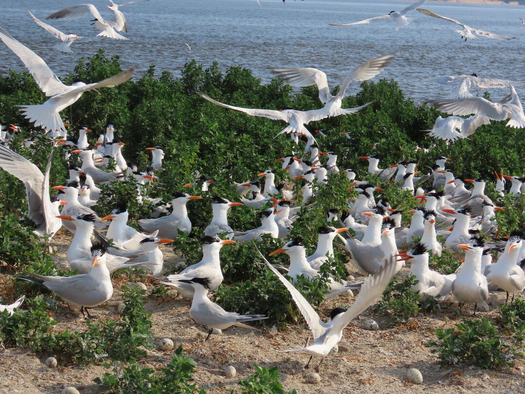 Royal and Sandwich Tern colony on the Cape Fear River. Photo: Lena Gallitano