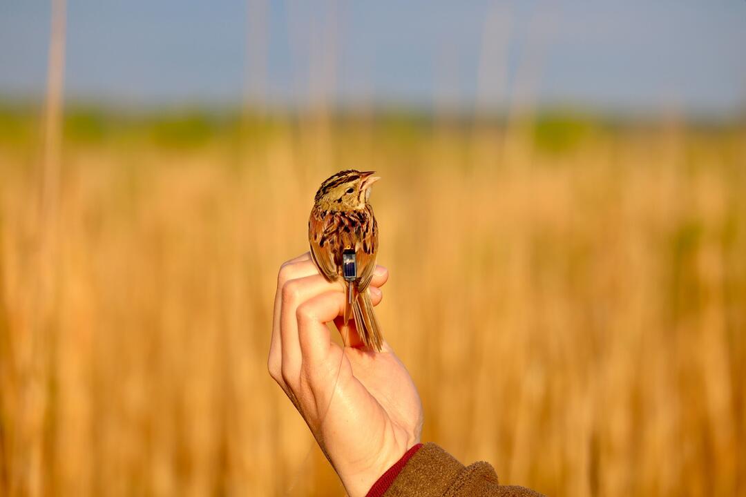 Henslow's Sparrow with a radio tag. Photo: Brittany Salmons/Audubon