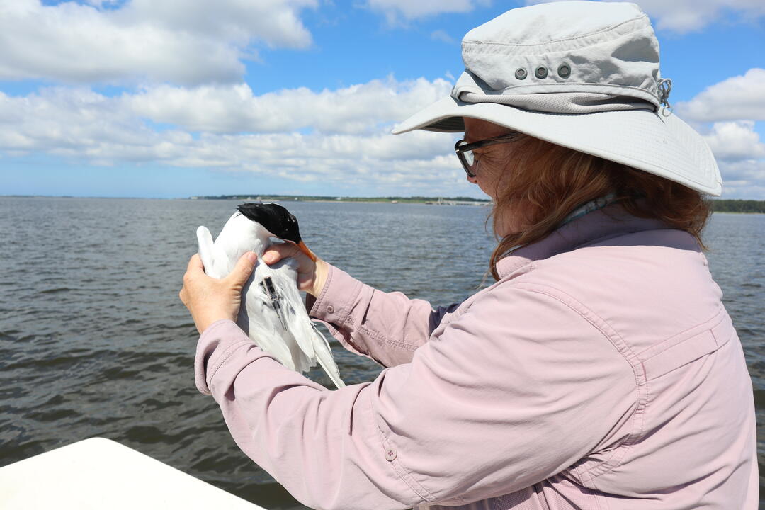 Kate Goodenough holding a tagged Royal Tern. Photo: Brittany Salmons/Audubon