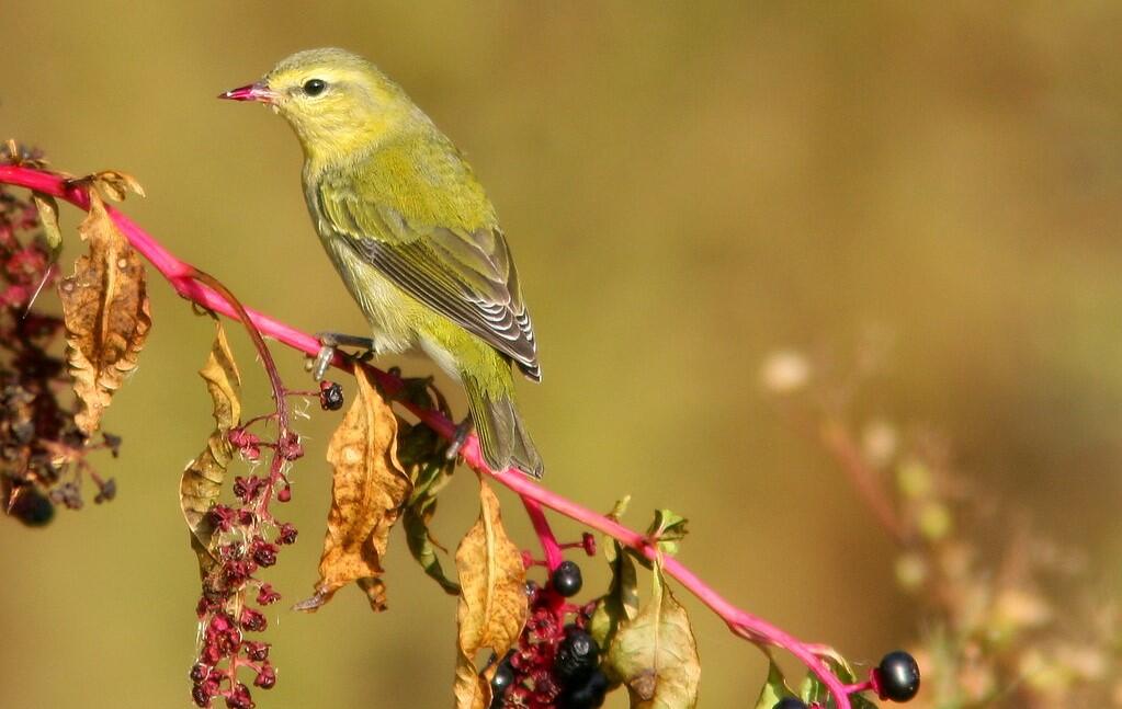 Tennessee Warblers eat more fruit and berries during fall migration.