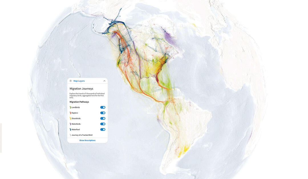 Migratory Bird Map - Adelle Marsha