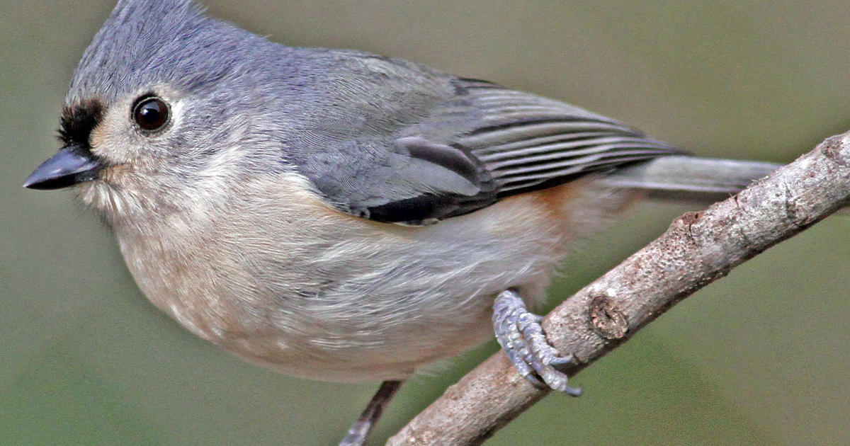 Bird Friendly Snow Day Snack Audubon North Carolina