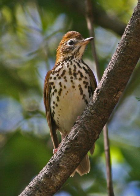 Wood Thrush by Will Stuart.