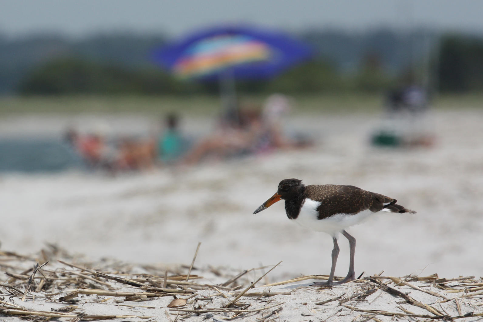 Celebrating Beach Birds Audubon North Carolina Photo Walker Golder Lindsay Addison
